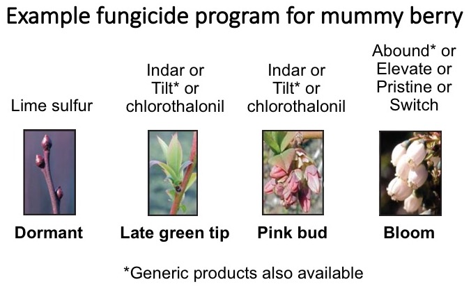 Example of a management program to control mummy berry